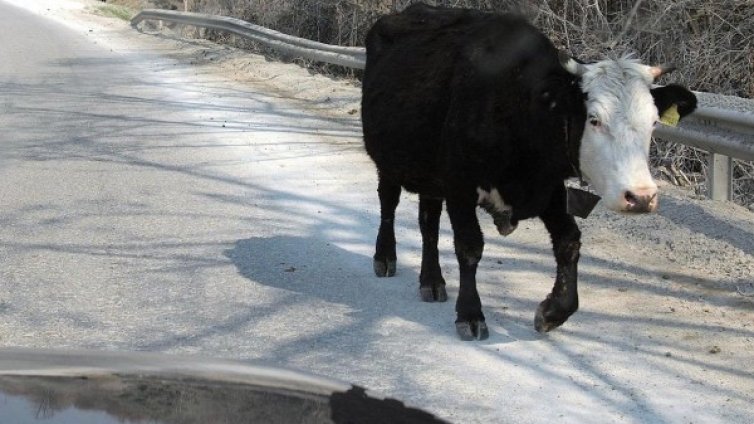 Какво ли няма на пътя! Крави на Околовръстно!? 