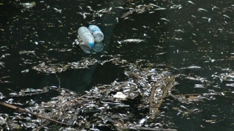 Янтра - кафява заради планктон и микроводорасли