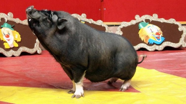 От глад венецуелци крадат животните от зоопарка 