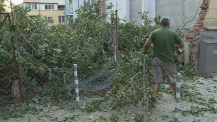 Гняв в София: Защо пет стари дървета станаха "на трупчета"?