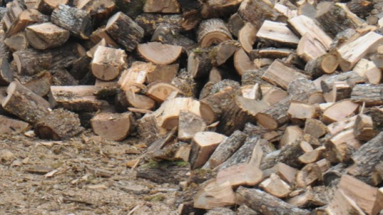 В Берковица: Местни товарят незаконни дърва в камиони