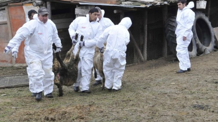 Екарисажите спряха работа, нямали договор с БАБХ