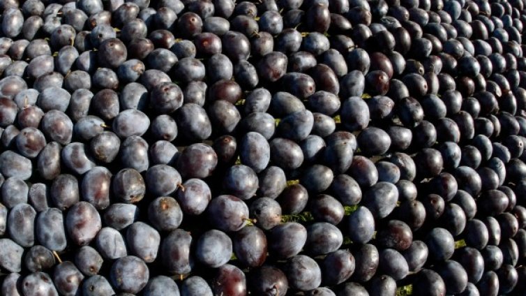 Сините сливи подобряват храносмилането