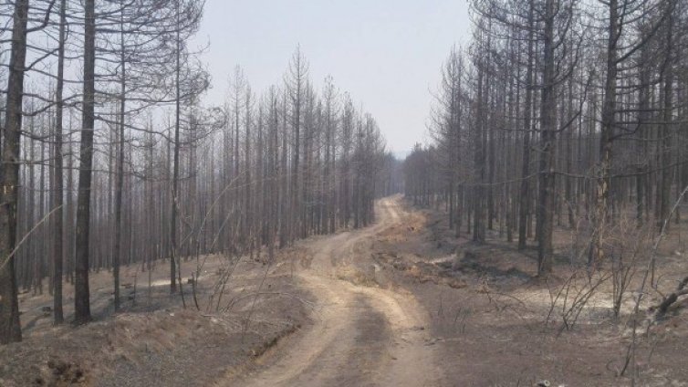 След огнената стихия в Кресна: Пустош и пепел