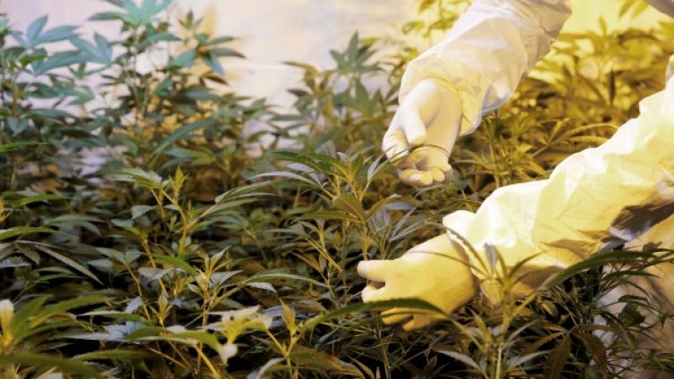 Процъфтяваща индустрия: Канабисът &ndash; "зеленото злато" на Китай 