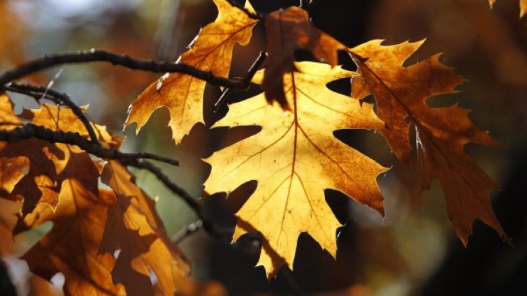 Тази есен като миналата &ndash; топла и суха!