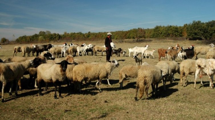 Пастирът пуска говедата в нивата, глобяват собственика