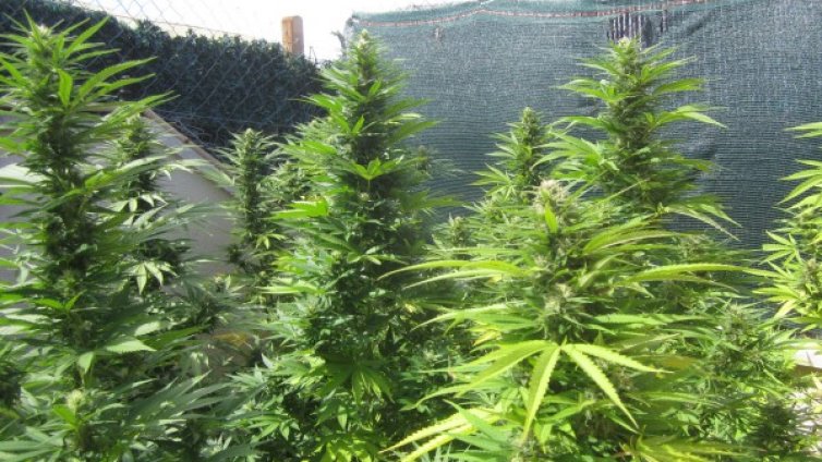 Полицията с акция: Откри над 2600 кг канабис в три села