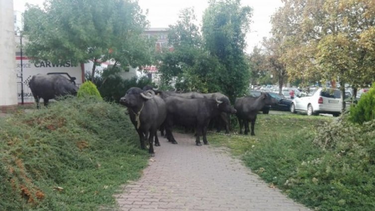 Стадо биволи на разходка, не ги пуснаха в метрото