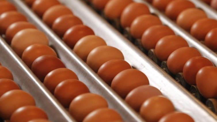 215 000 яйца с фипронил са открити в Пловдив