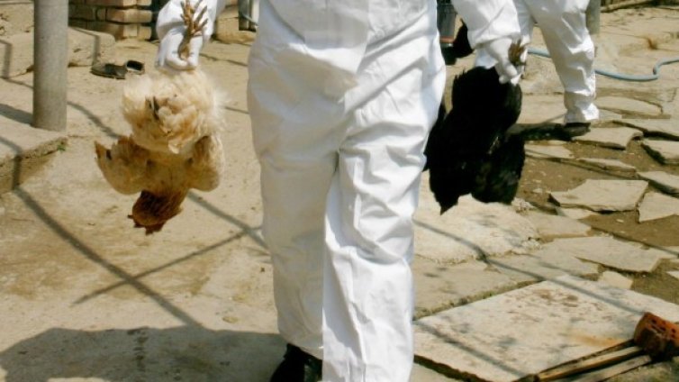 Заради фипронил: 18 000 кокошки под ножа