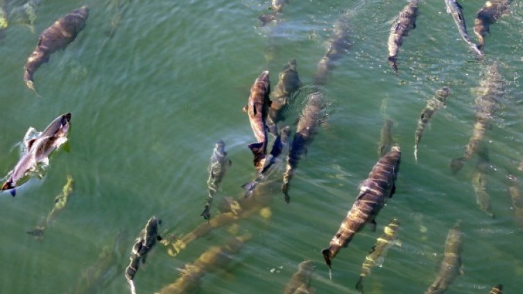 Предсказанието на учените: Шесто голямо измиране на видове!