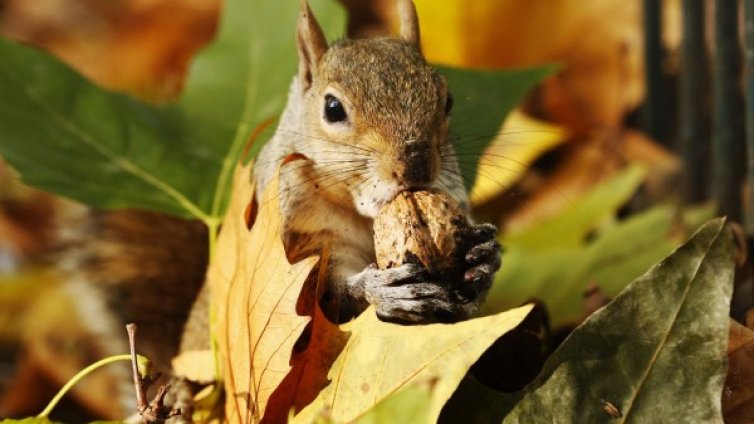 Златна есен: Температурите - до 25 градуса в петък!