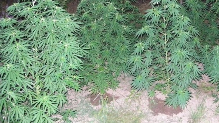 МВР задържа двама, докато прибирали реколта от канабис 