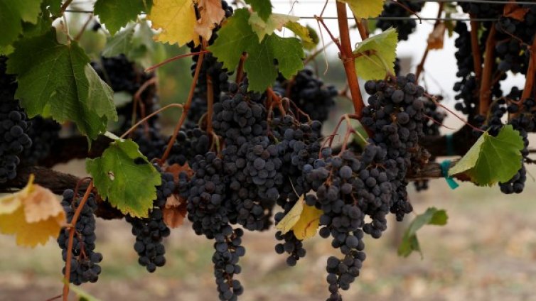 Гроздето ни &ndash; в топ 5 за 30 години, чакаме хубаво и достъпно вино
