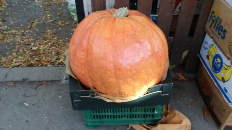 С или без Хелоуин: България &ndash; страна №1 на тиквите в Европа!