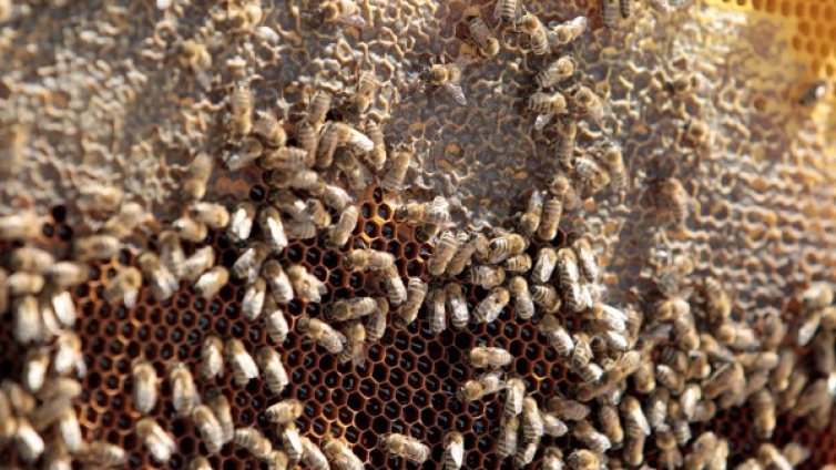 Еко катастрофа &ndash; хиляди пчели загинаха при пътен инцидент