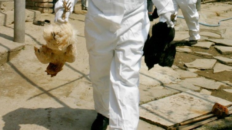 БАБХ: Унищожени са близо 90 000 птици заради птичия грип