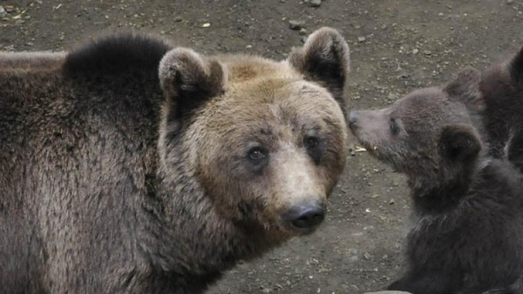 Мечките заспиват зимен сън, Белица затваря!