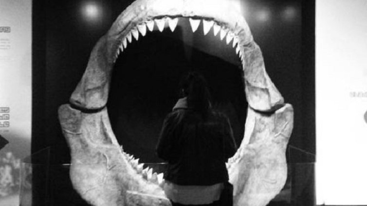 Какви животни са обитавали морските дълбини?