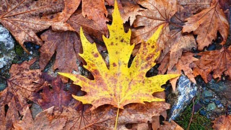 Пролет посред зима! Утре температурите до 18&deg;C