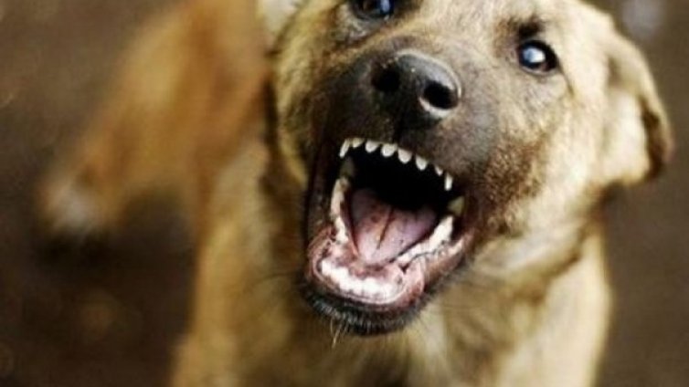 След ухапване от пес, съдът присъди: 4550 лв. за детето!