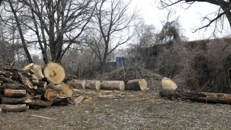 За 2017 г.: Задържани са над 20 000 куб. м незаконна дървесина