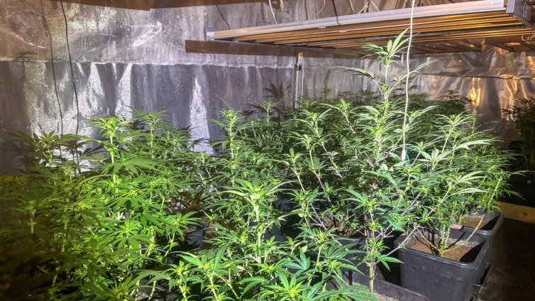 Полицията разкри наркооранжерия във Варна