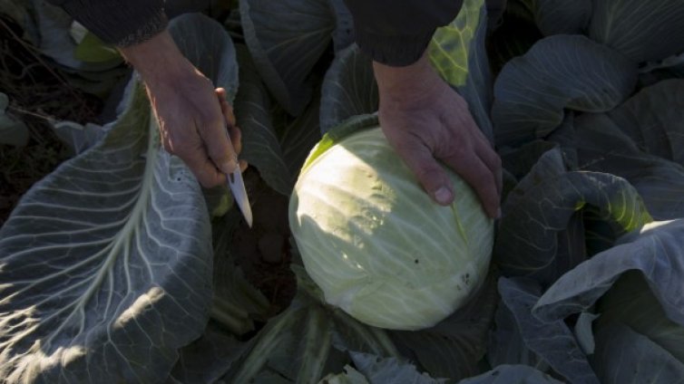 Зелето &ndash; хитът на сезона за добро здраве!