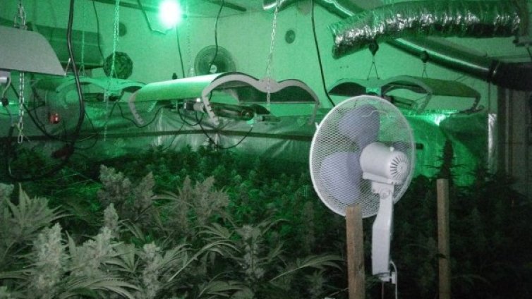 МВР разкри наркооранжерия в шуменски квартал