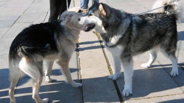 433 зоополицаи, 28 патрулки: Срещу насилието над животни