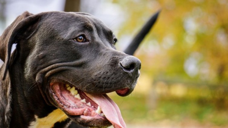 Пуснаха на свобода собственика на питбула, убил дете