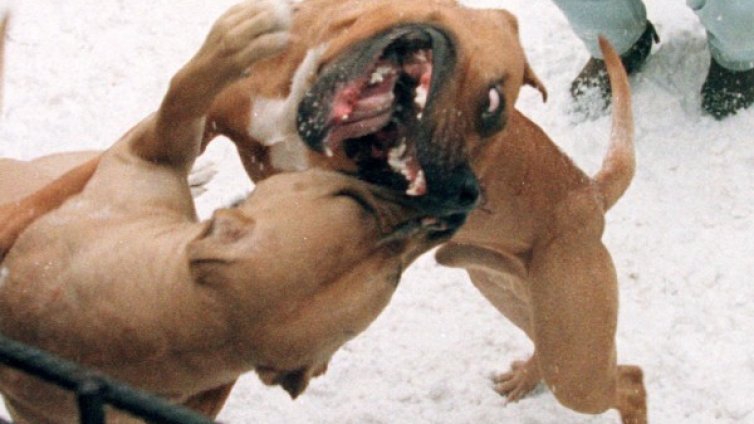 Озверели кучета, вързани на синджири &ndash; а кой ги контролира?