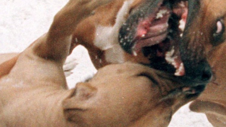 Куче нахапа 4-годишно дете и баба му в Дупница    