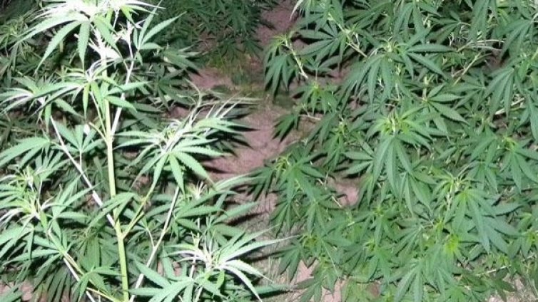 Разкриха модерна оранжерия за марихуана край Велики Преслав