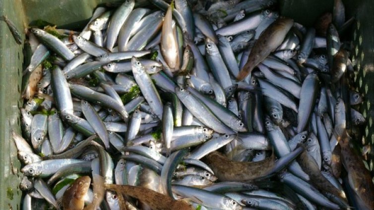 Пик на бракониерските набези, предлагат нови санкции