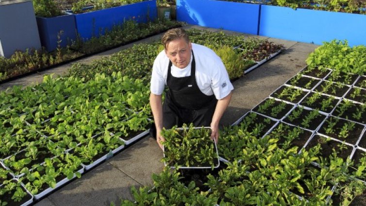  Билки помагат за балансиране на хормоните