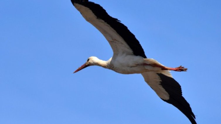 Пролетта идва! Температурите днес до 20&deg;C