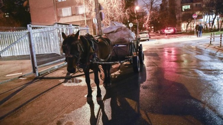 Столичен живот: Кобила роди на улица в "Гео Милев"