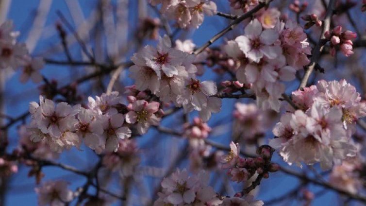 Пролетна радост: Слънчево с температури до 18&deg;С