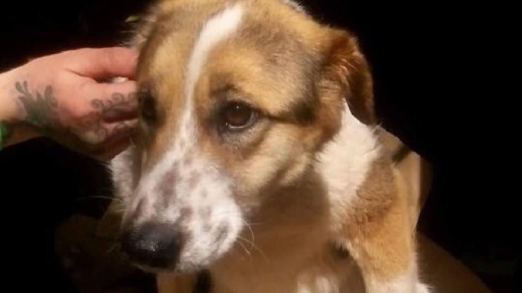 Зверство над куче: Мими &ndash; захвърлена край пътя с отрязани лапи