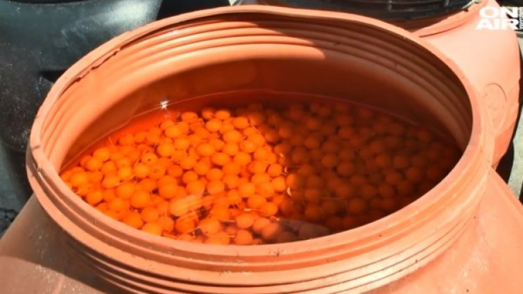 За сортиране на череши - 40 лв. на ден. Но няма желаещи!