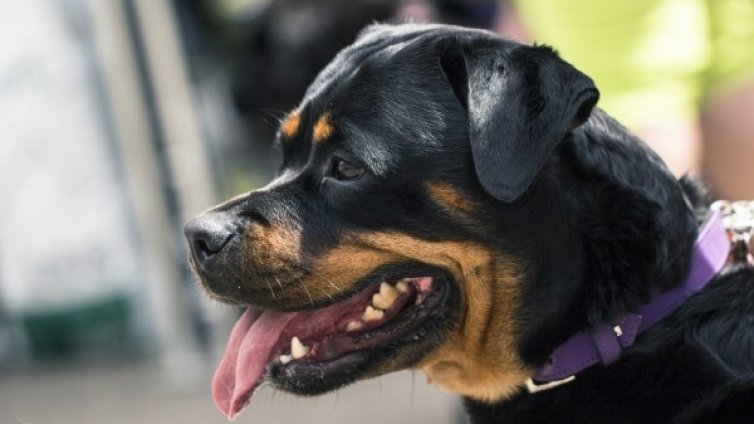 Искаш да гледаш куче вкъщи &ndash; първо психотест!