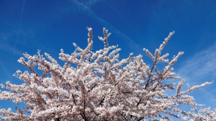 Уикендът топъл и пролетен. Съботата слънце, в неделя &ndash; облаци!