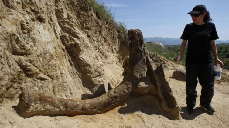 Българи и македонци разкопават останки на предшественик на слона