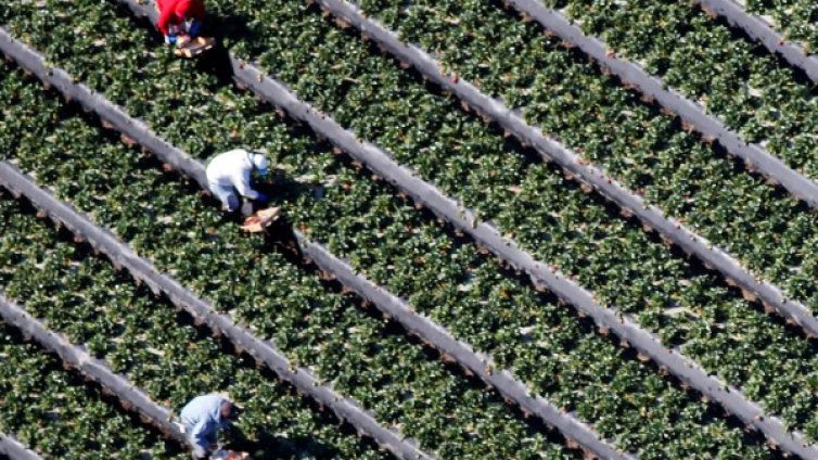 Стотици хиляди българи работят "на черно" в евроземеделието! Защо?