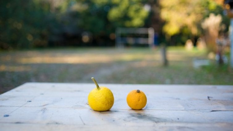 Китайският плод юзу &ndash; намалява риска от рак