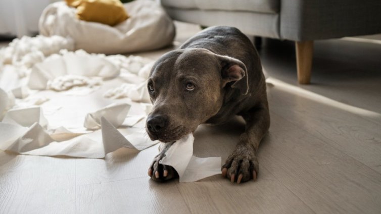 10 сигнала, че домашният любимец е под стрес и как да помогнем у дома
