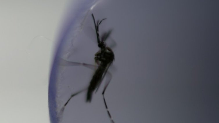 Зика вирус! Къде у нас има тигрови комари, които го пренасят?