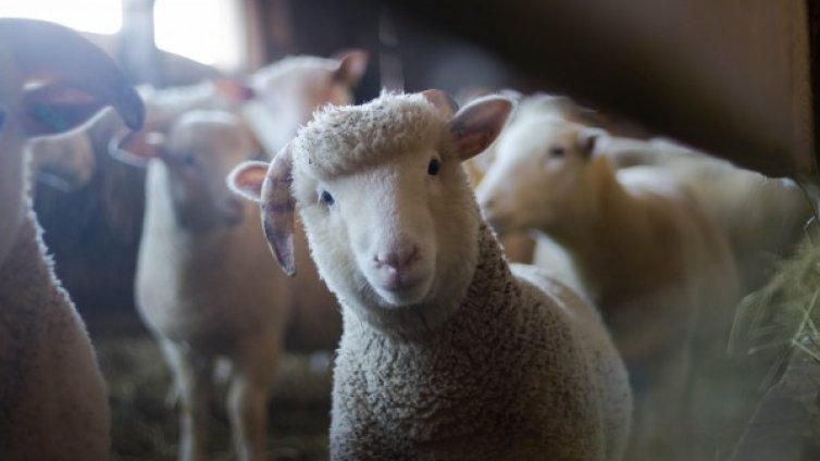 С акъл на добиче: Овца скочи в пропаст и... 500 я последваха